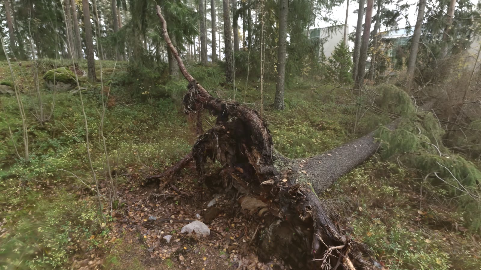 The upturned root plate of the fallen tree in the splat